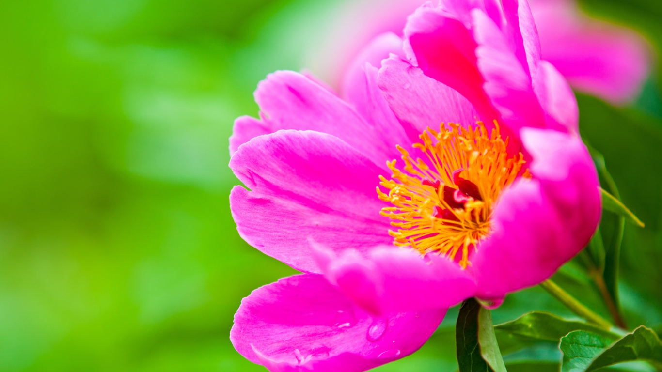 Розовый цветок пиона на зеленом фоне крупным планом