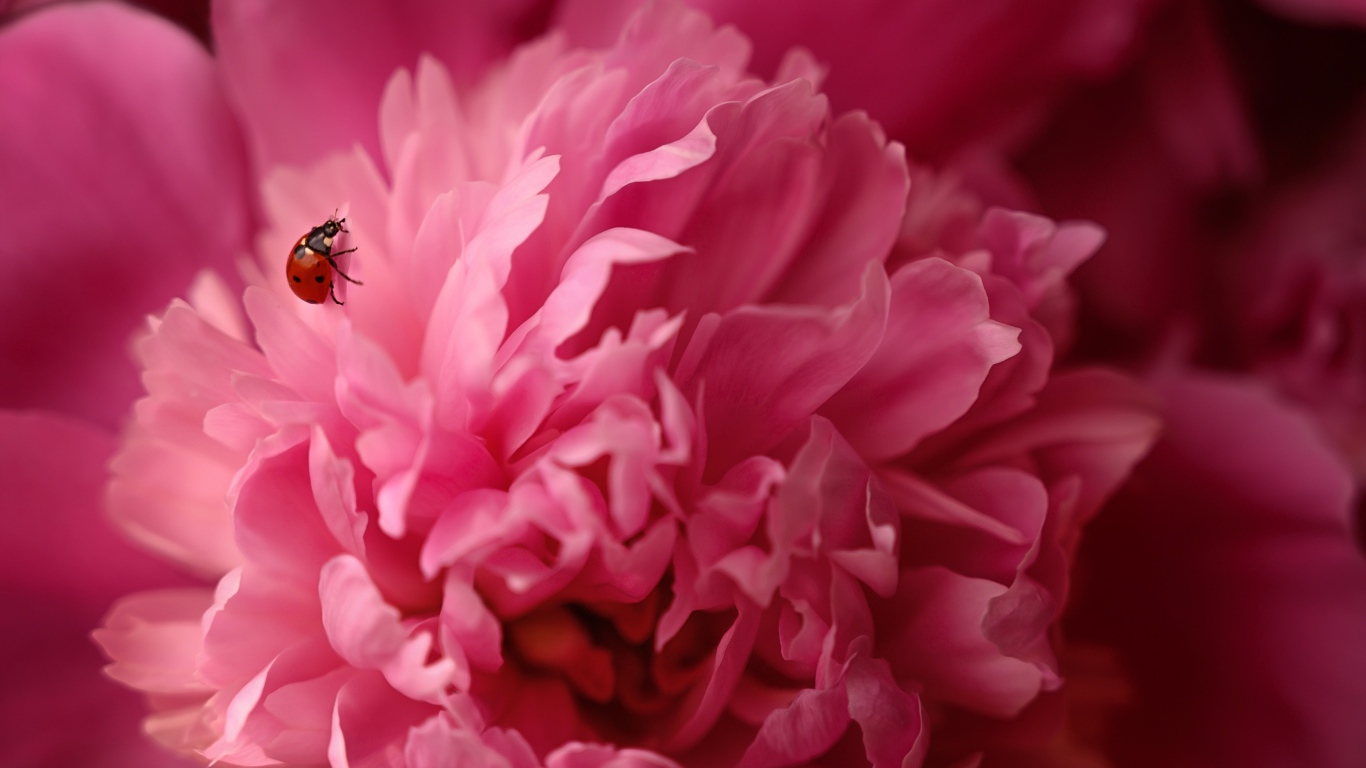 Розовый пион с божьей коровкой крупным планом