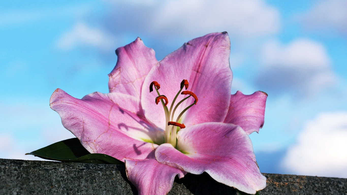 Розовая роза лежит на камне на фоне неба