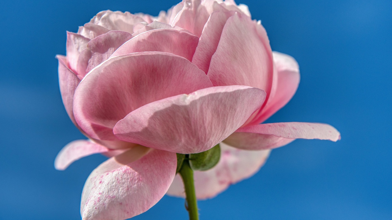 Лепестки розовой розы на фоне голубого неба 