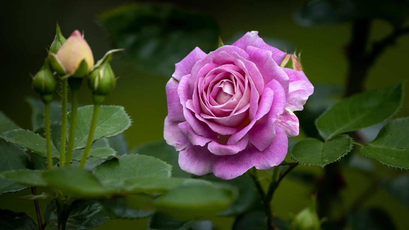 Розовая роза с бутонами и зелеными листьями на клумбе 