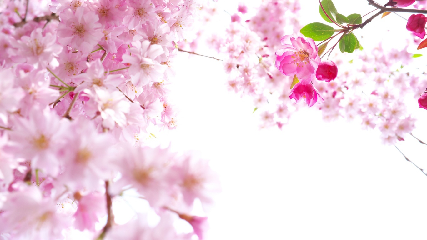 Розовые цветы сакуры на ветках на белом фоне