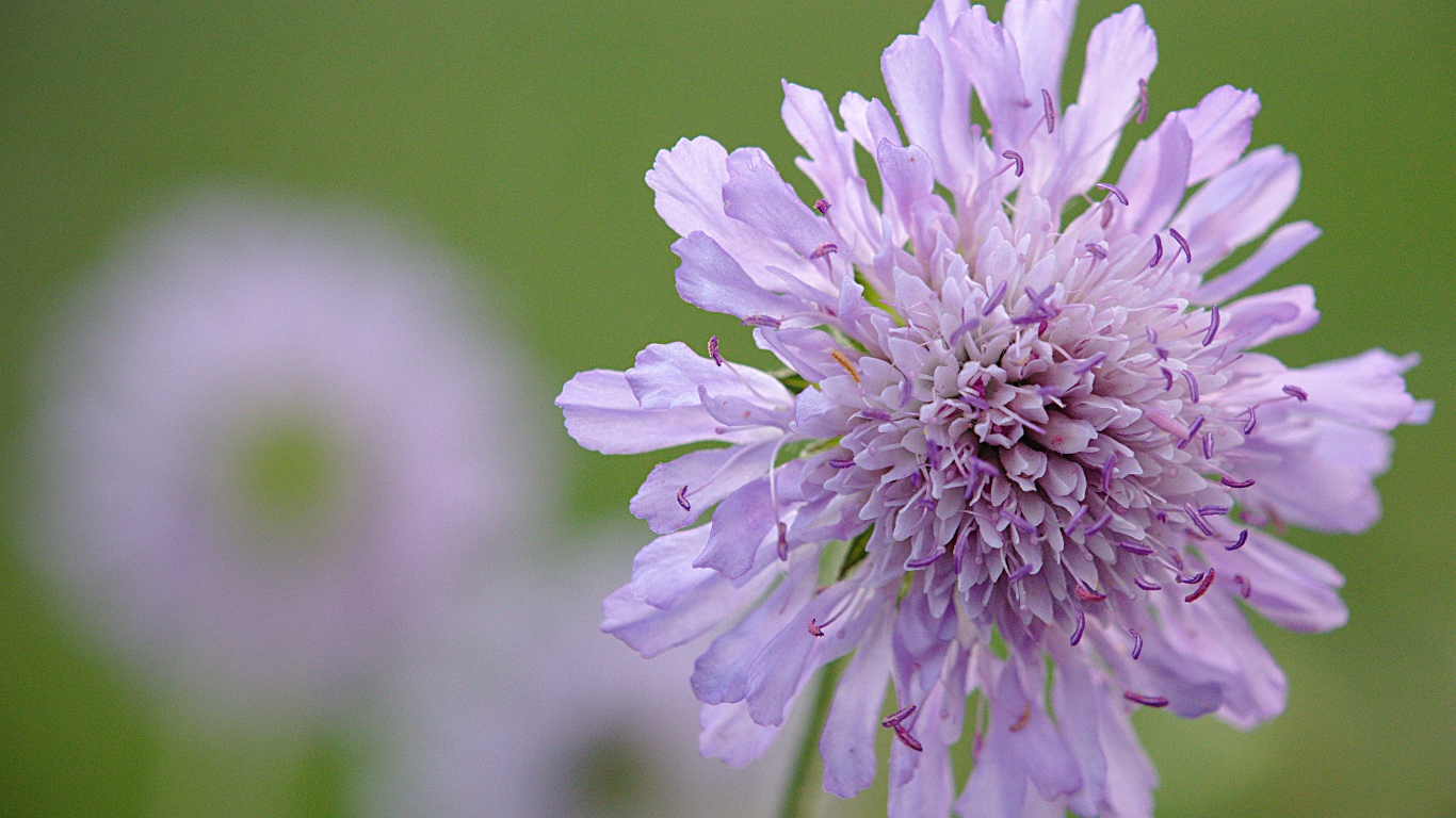 Розовый цветок скабиоза на зеленом фоне