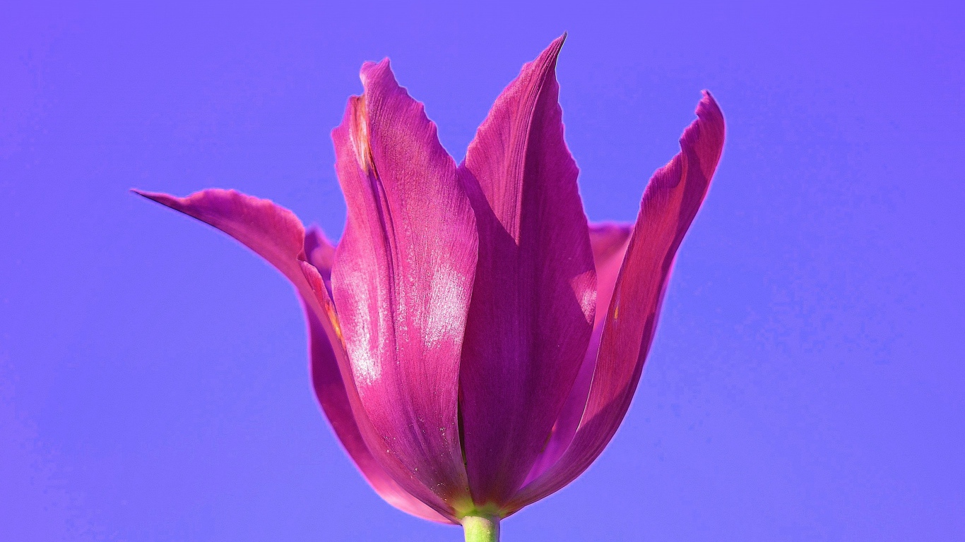 Розовый цветок тюльпана на сиреневом фоне