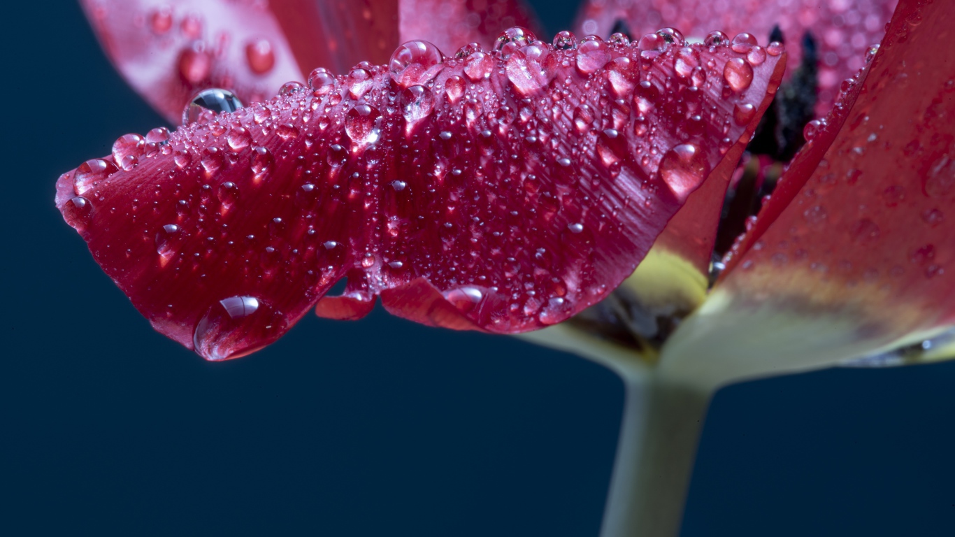 Лепестки розового тюльпана в каплях росы