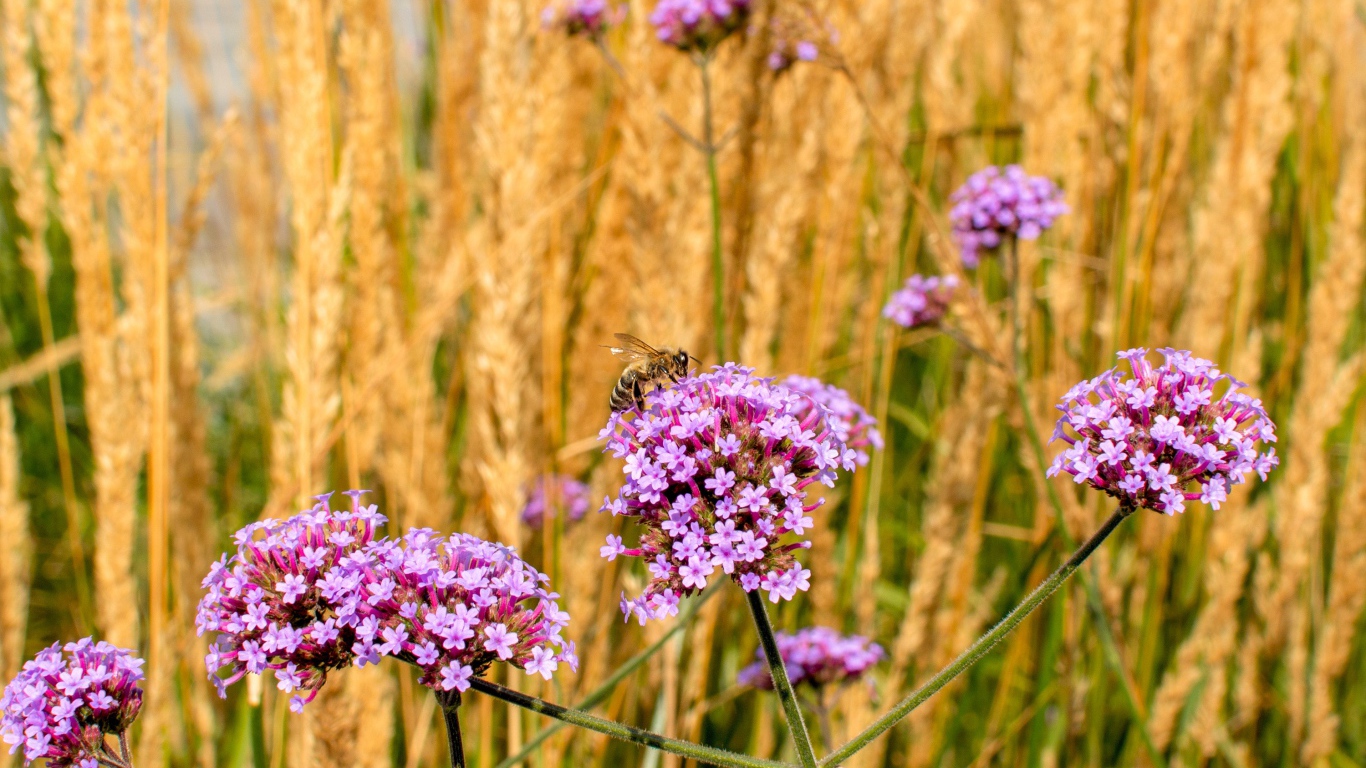 Розовые цветы вербена с колосками в поле