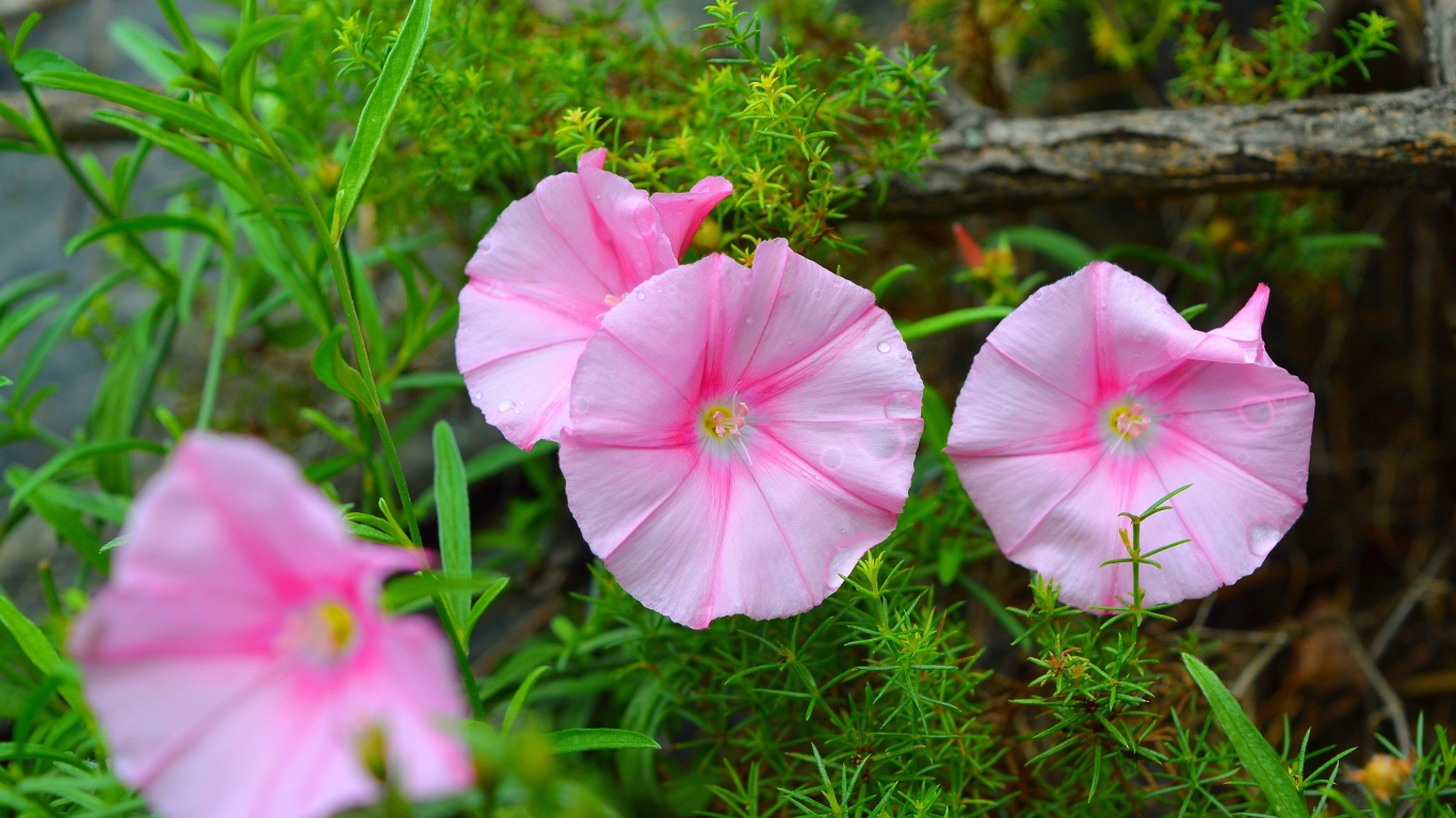 Розовые полевые цветы в зеленой траве