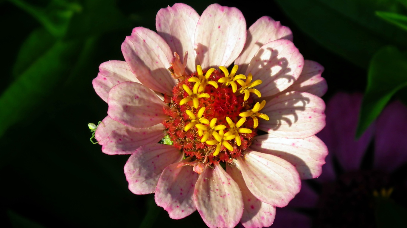 Розовый цветок циннии в лучах солнца