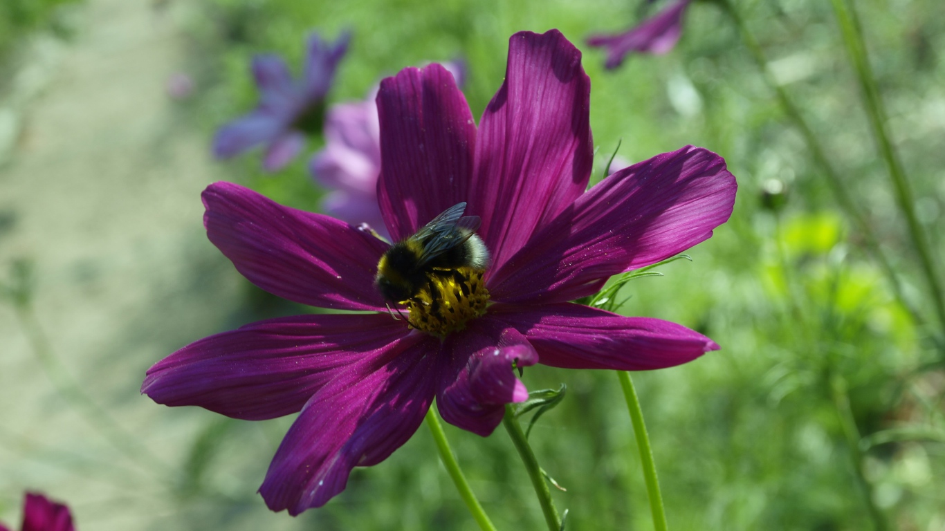 Фиолетовый цветок космея со шмелем