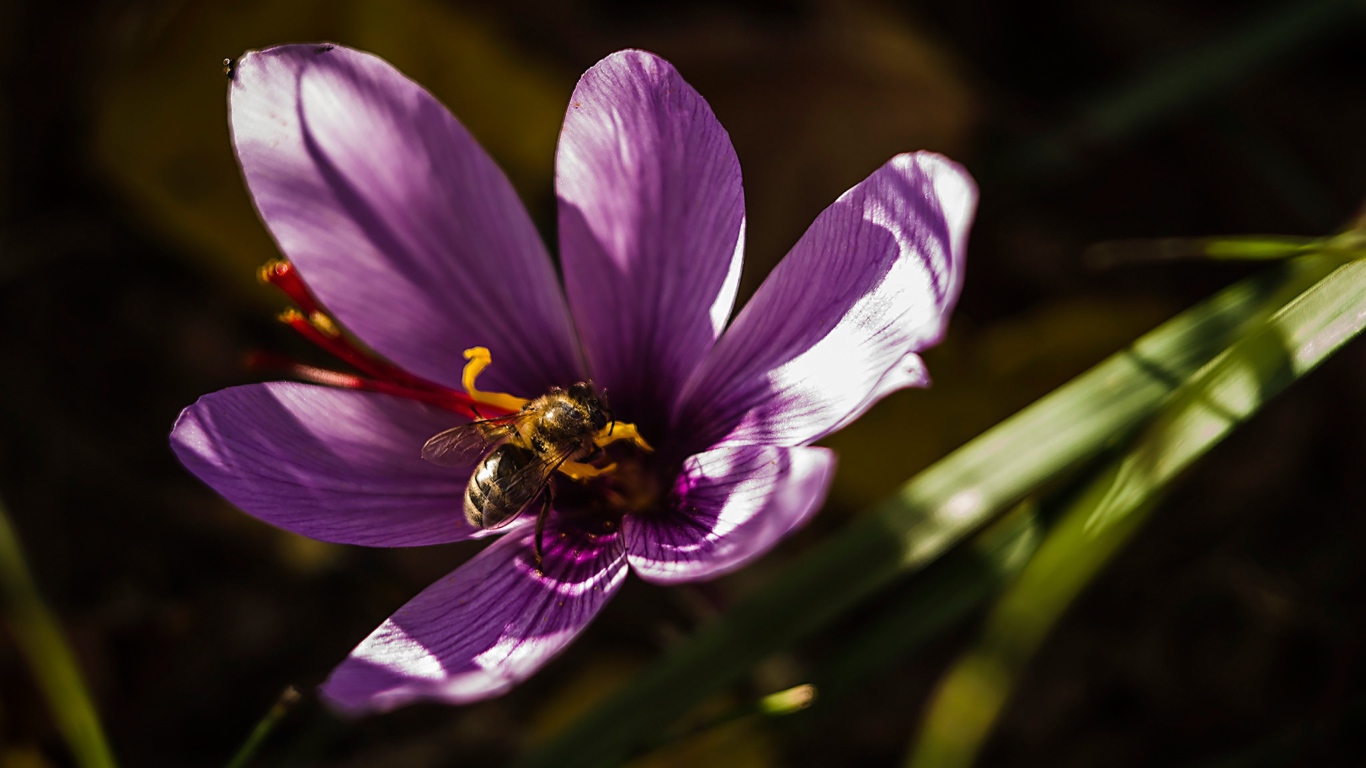 Фиолетовый цветок крокуса с пчелой 