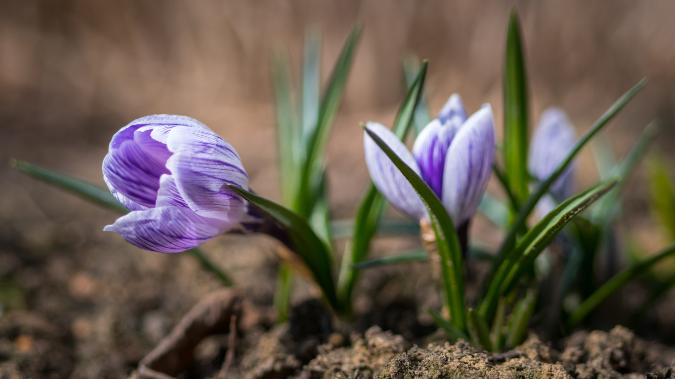 Фиолетовые цветы крокуса на земле 