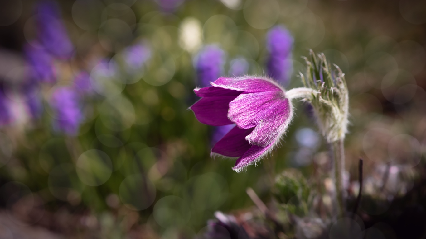 Фиолетовый цветок морозник в лучах солнца крупным планом