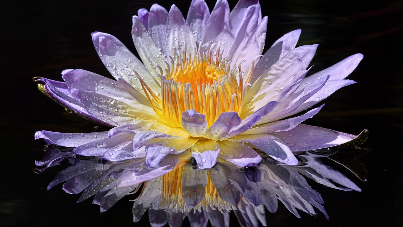 Фиолетовый цветок лотоса в лучах солнца в воде 