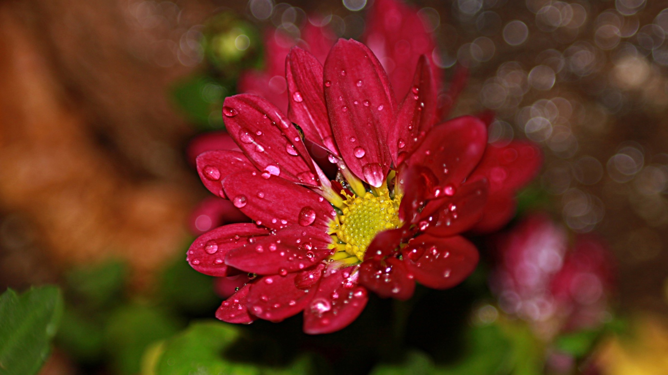 Красный цветок хризантемы в каплях воды 