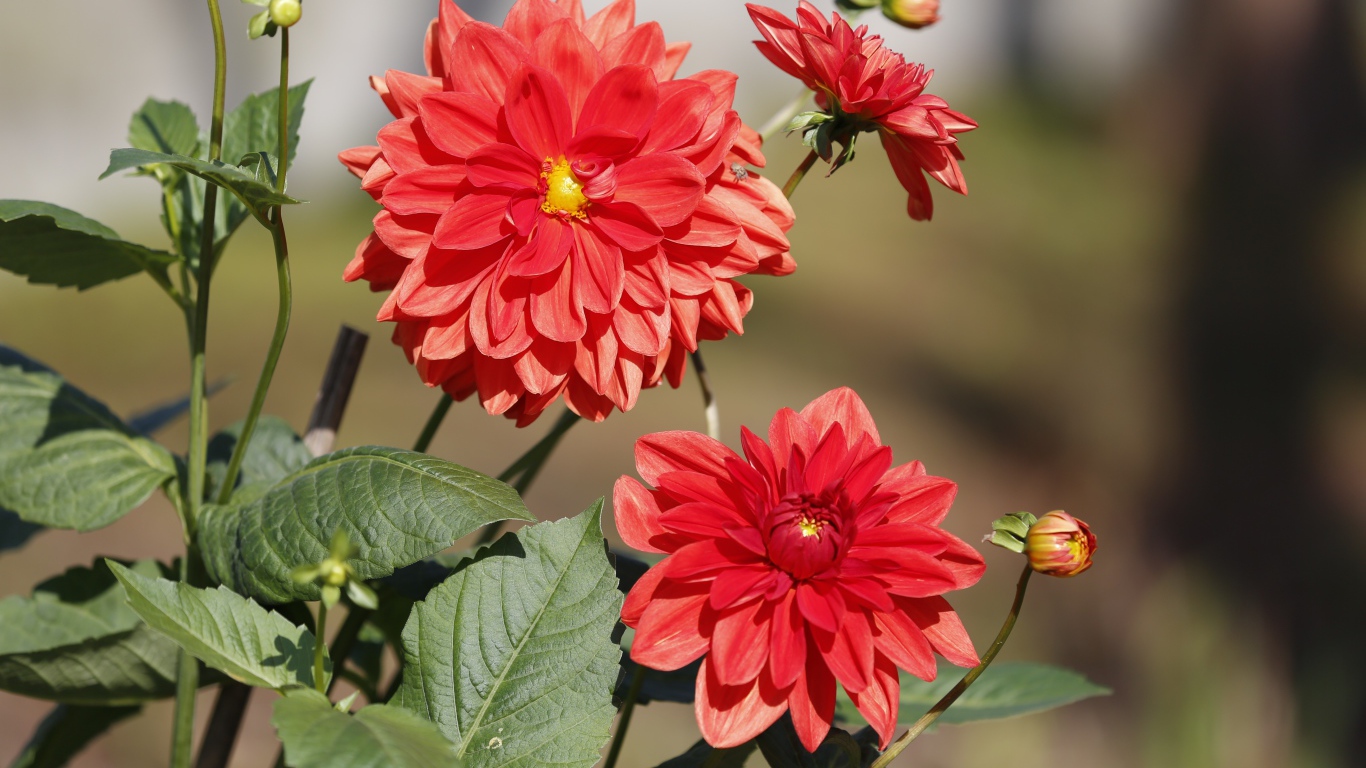 Красные цветы георгин с бутонами на клумбе 