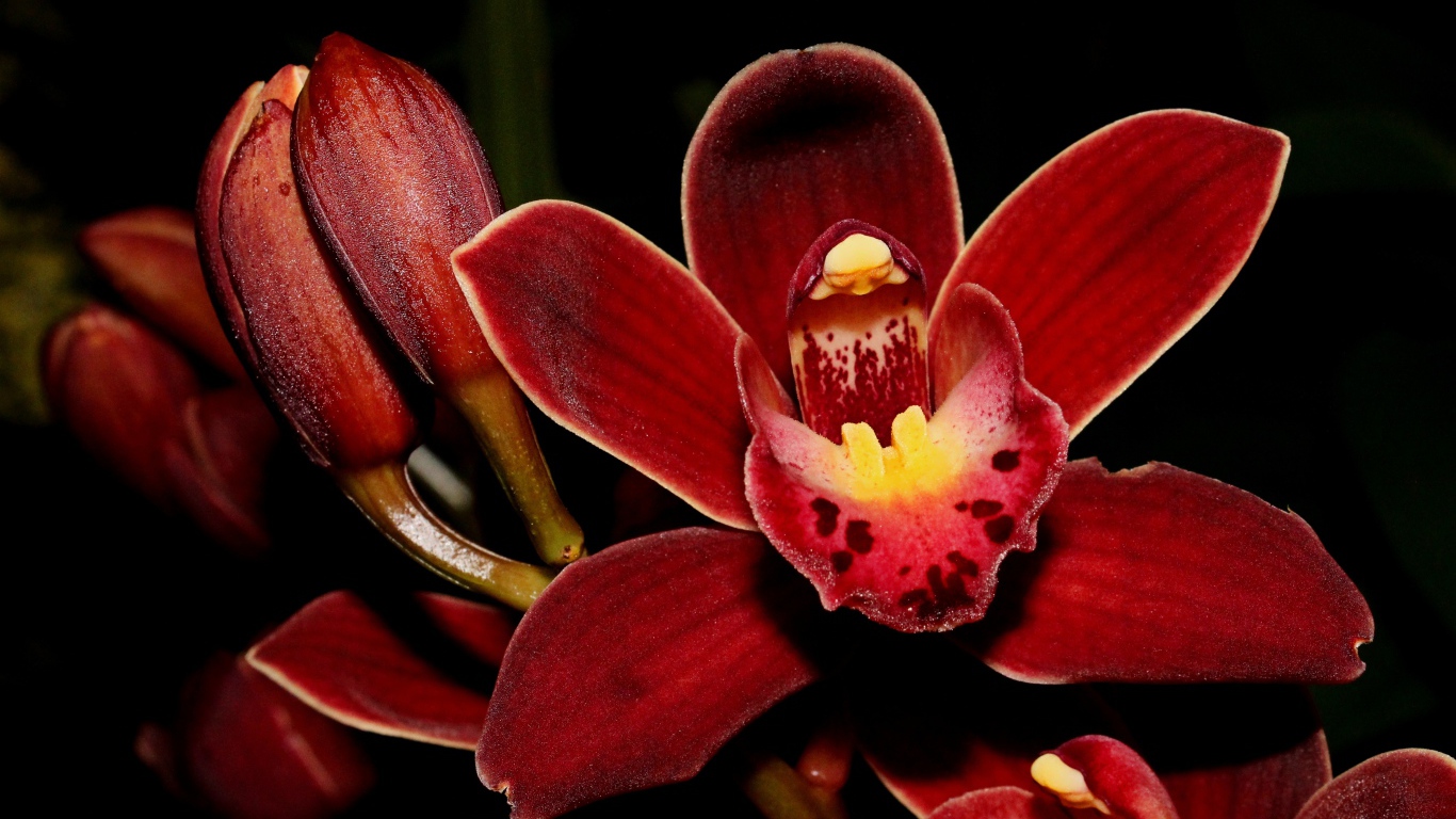Красные экзотические орхидеи с бутонами на черном фоне
