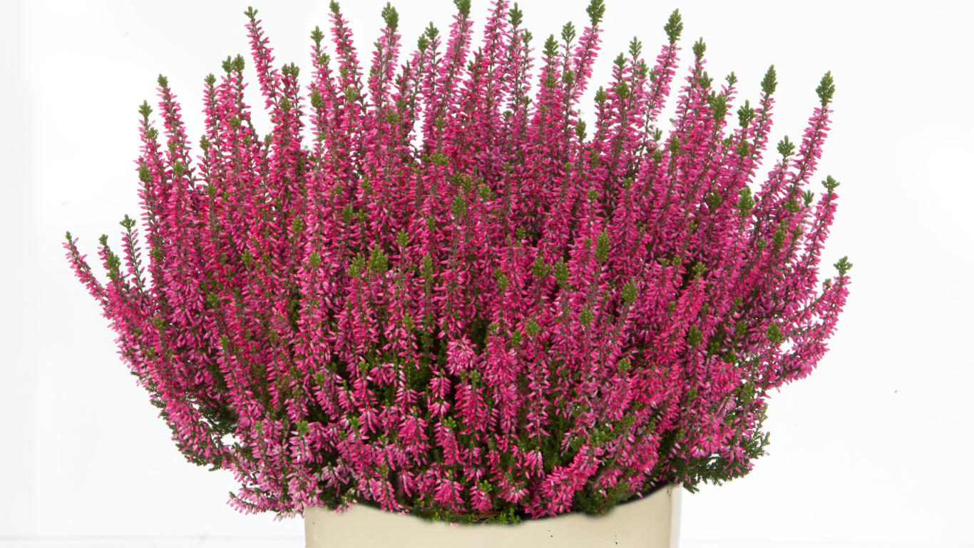 Красные цветы вереск в вазе на белом фоне