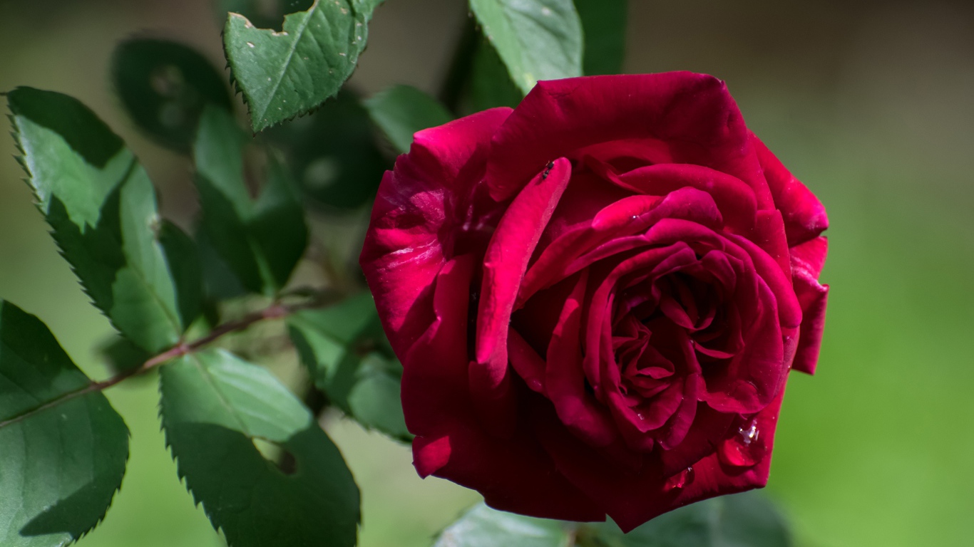 Красная садовая роза с зелеными листьями крупным планом