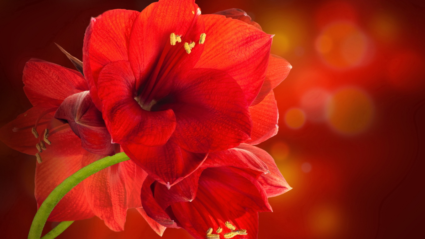 Красные комнатные цветы амариллис крупным планом