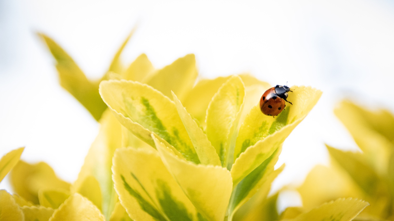 Красная божья коровка на зеленых листьях 