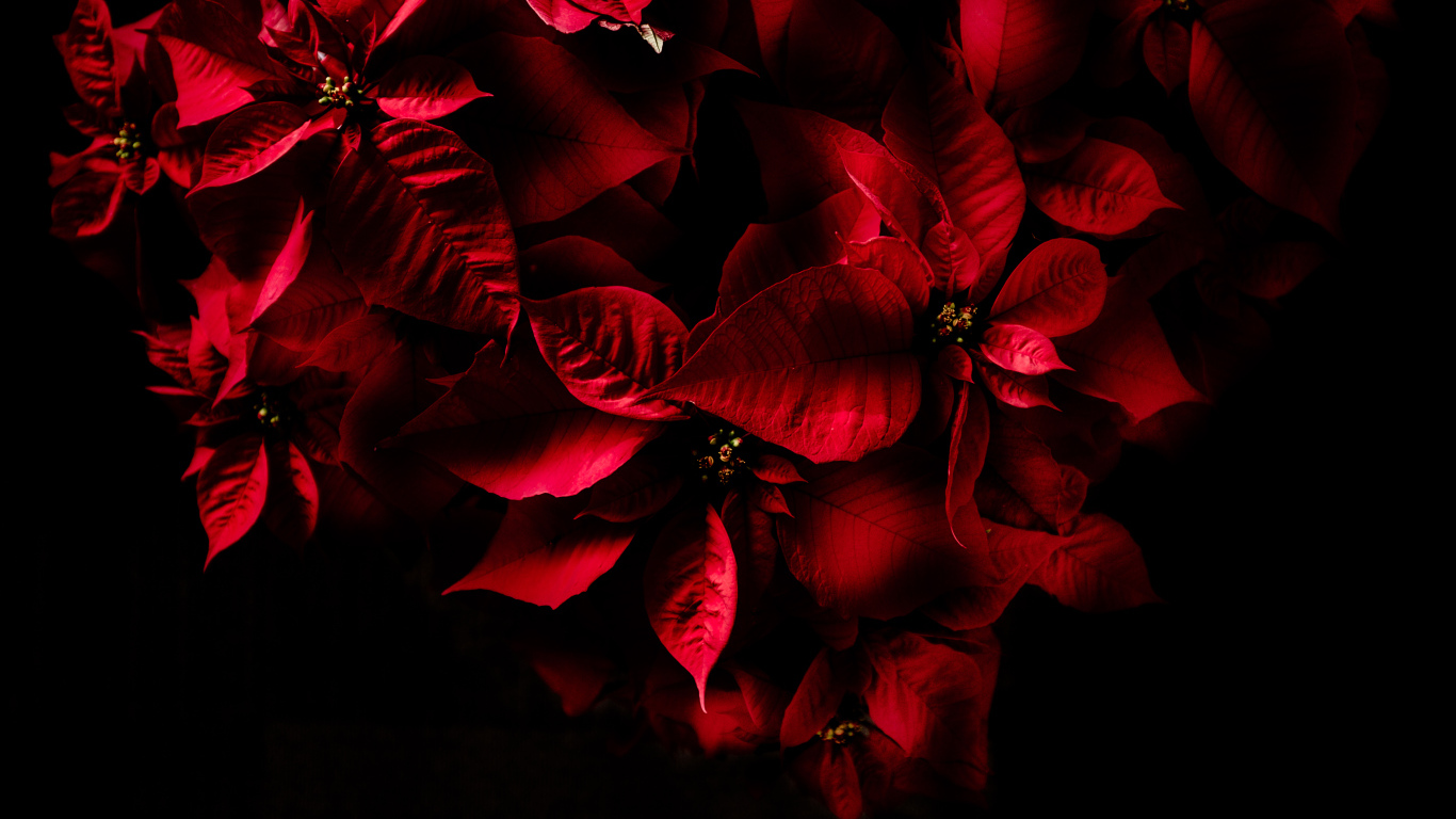 Красные листья комнатного молочая на черном фоне 