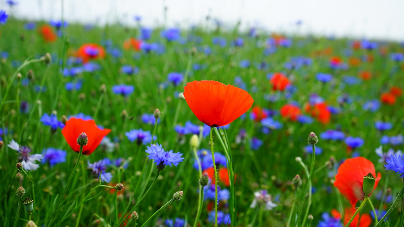 Красные маки и голубые васильки в поле 