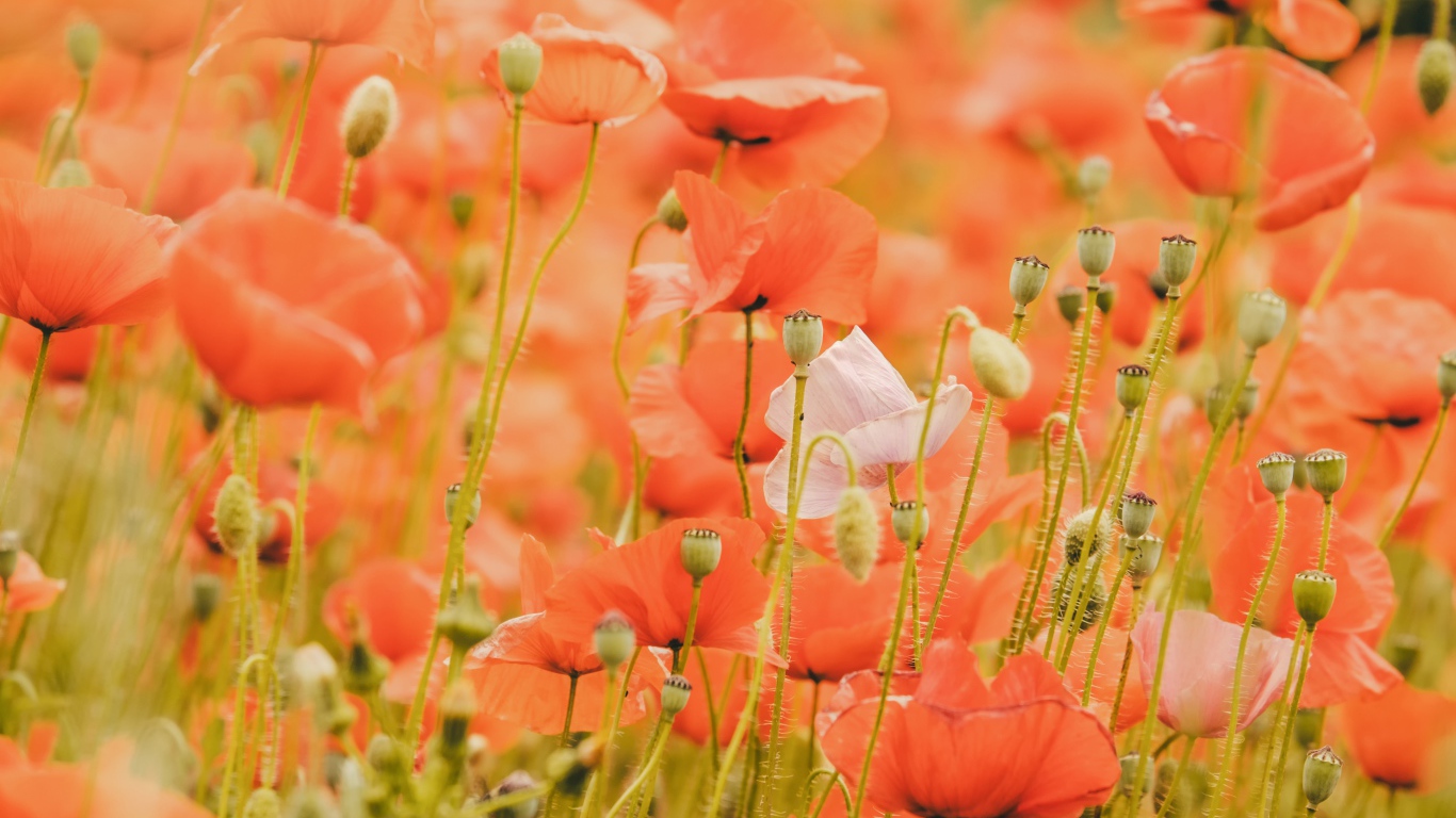 Красные маки на поле крупным планом