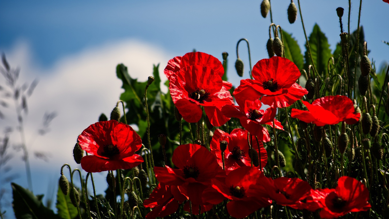 Красные маки с бутонами под голубым небом в лучах солнца