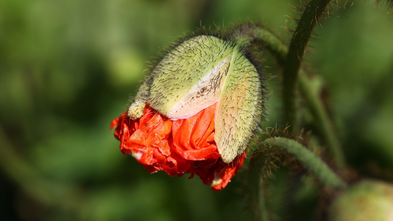Бутон красного мака в лучах солнца
