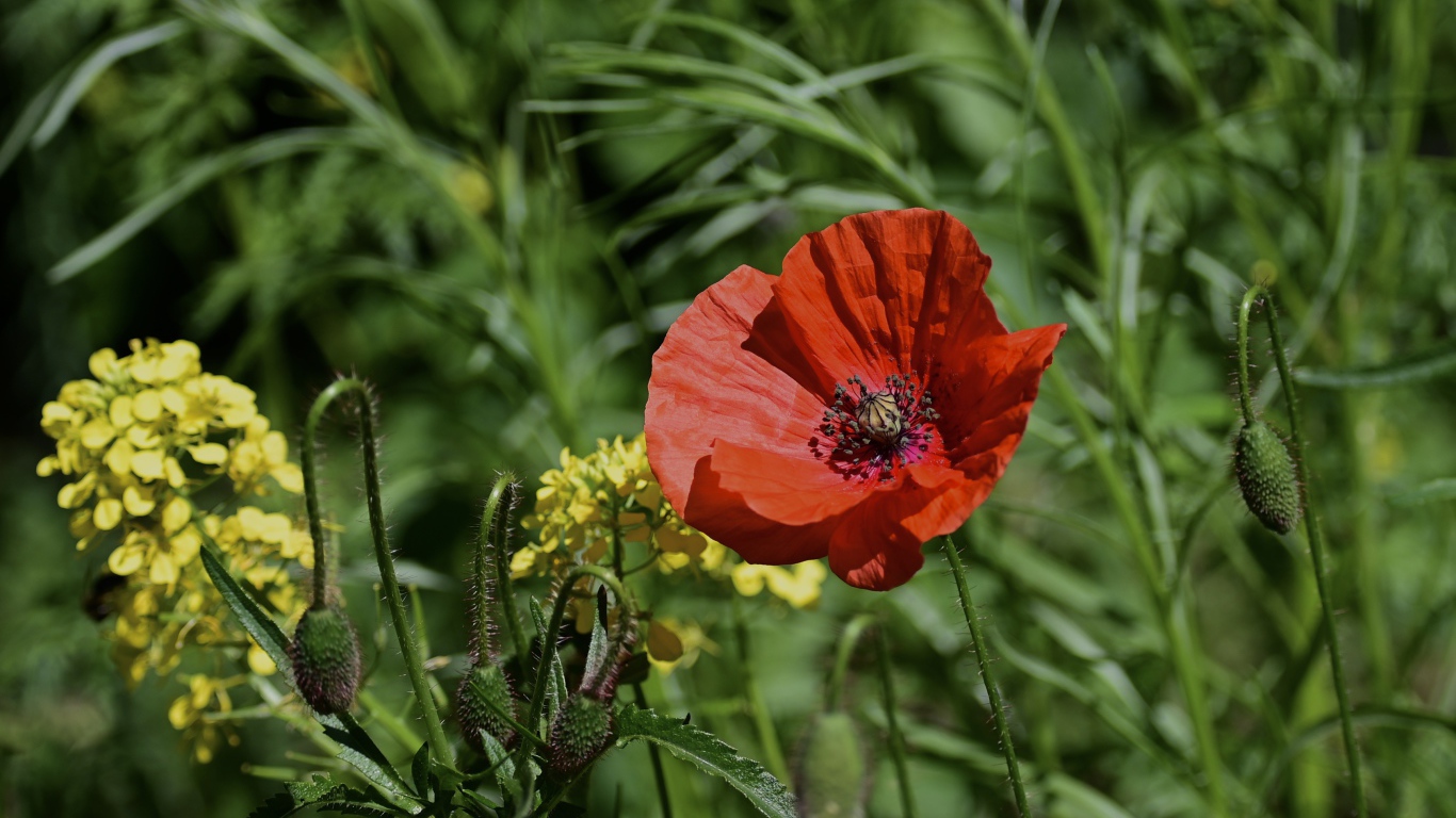 Красный мак с бутонами и полевой травой в лучах солнца