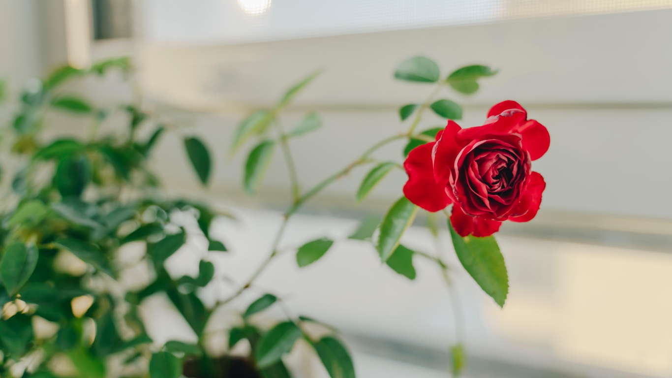 Красная комнатная роза в доме