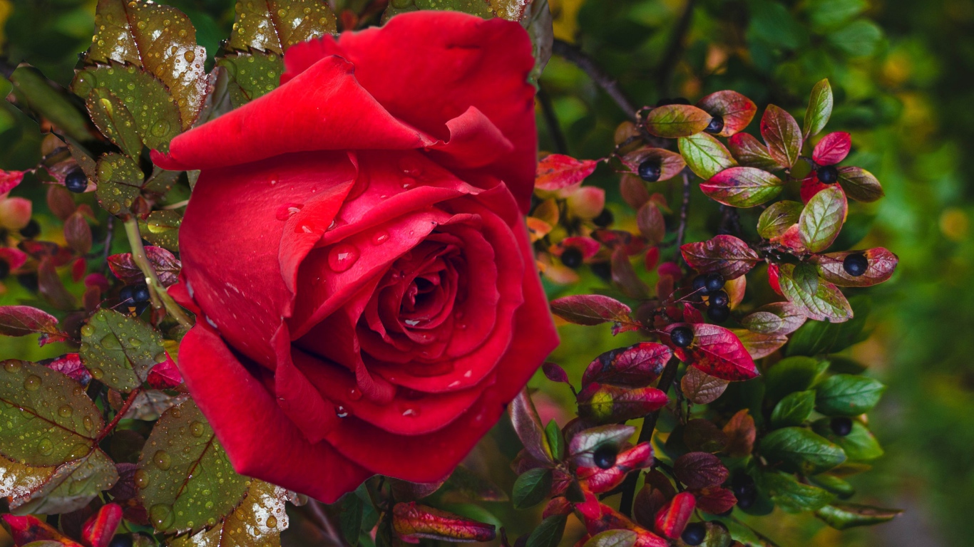 Красная роза в каплях дождя с черными ягодами