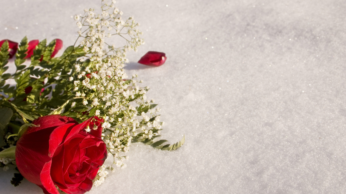 Красная роза с белыми цветами на снегу