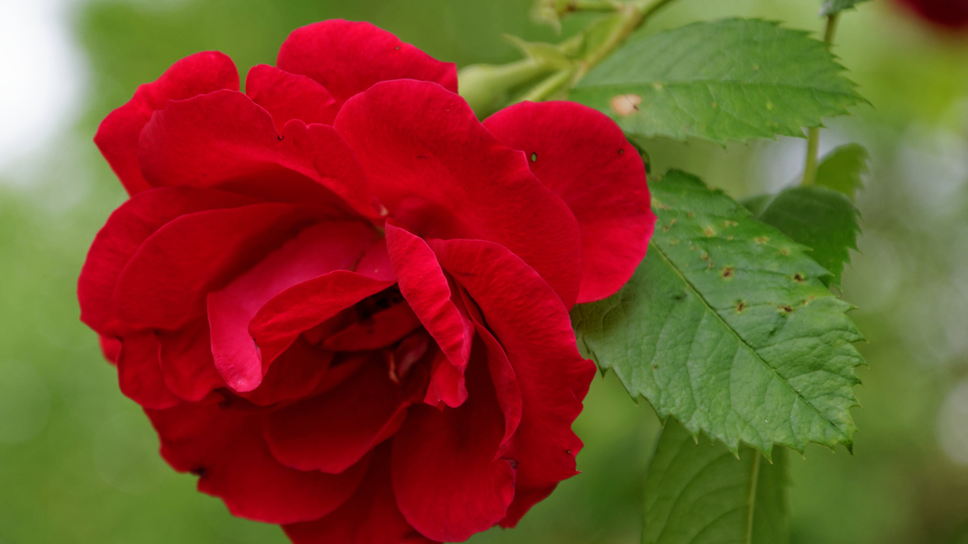 Алая роза с зелеными листьями крупным планом