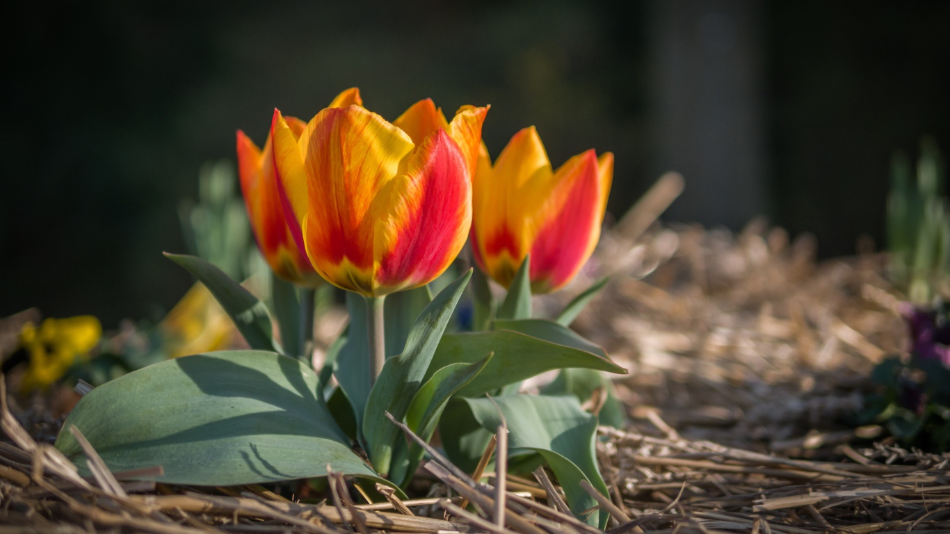 Маленькие тюльпаны цветут в саду весной
