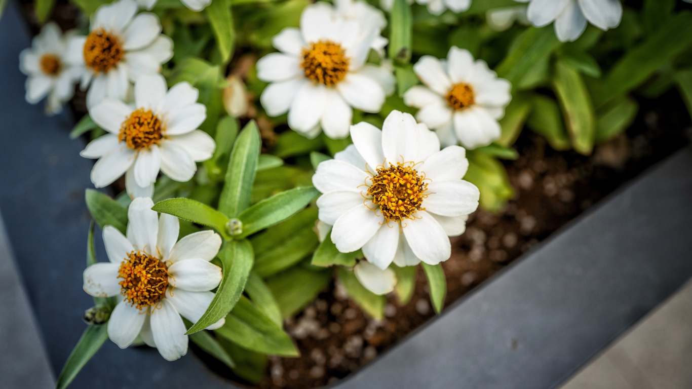 Маленькие белые цветы в кашпо на окне