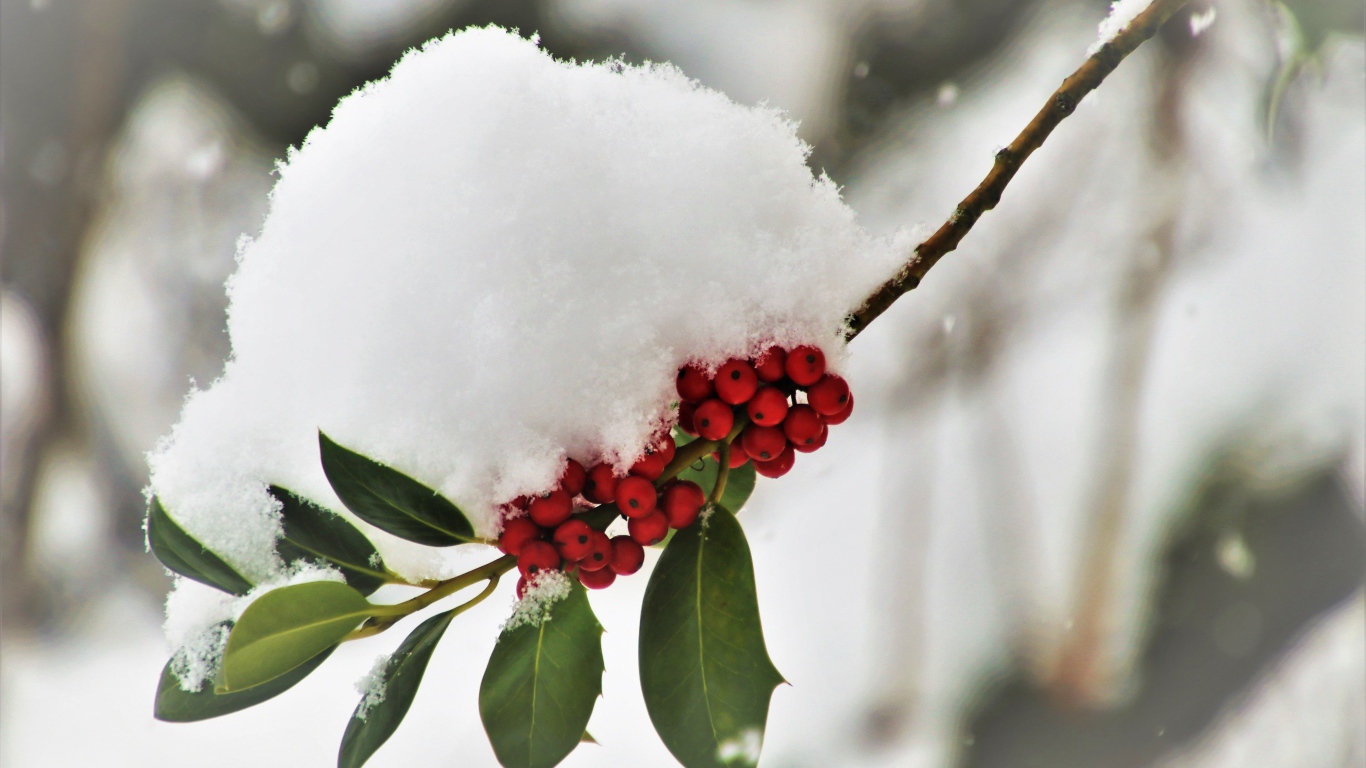 Снег лежит на ветке с красными ягодами