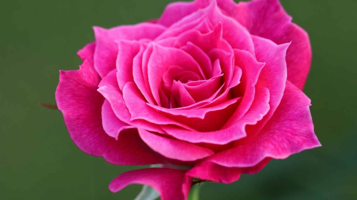 Нежная розовая роза крупным планом на зеленом фоне