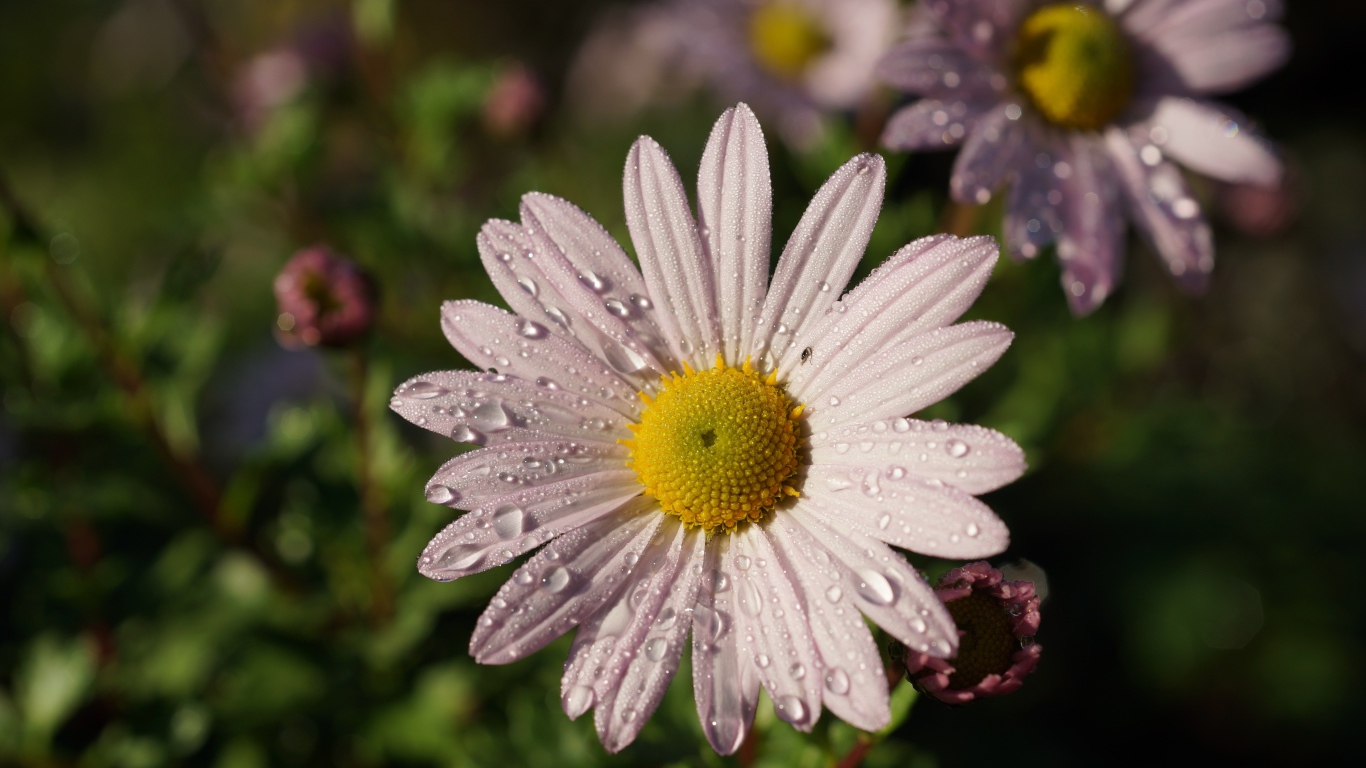 Нежная белая ромашка с каплями росы на лепестках