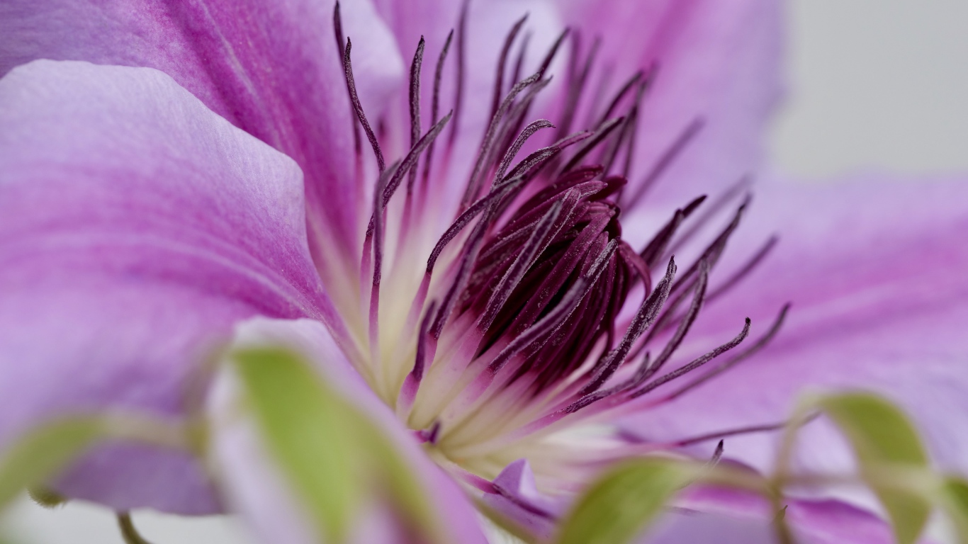 Серединка розового цветка клематиса 