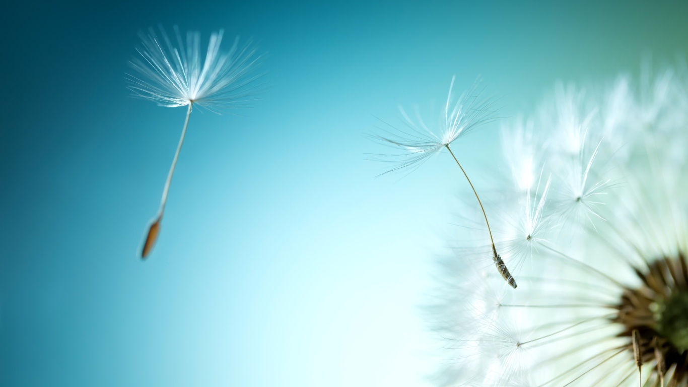Ветер раздувает белый одуванчик на голубом фоне
