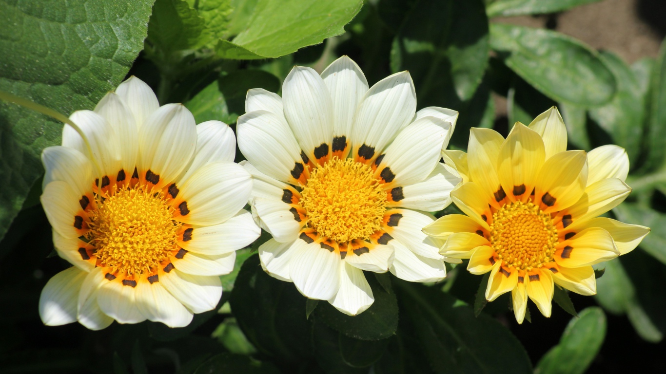 Три цветка газании в зеленых листьях на клумбе