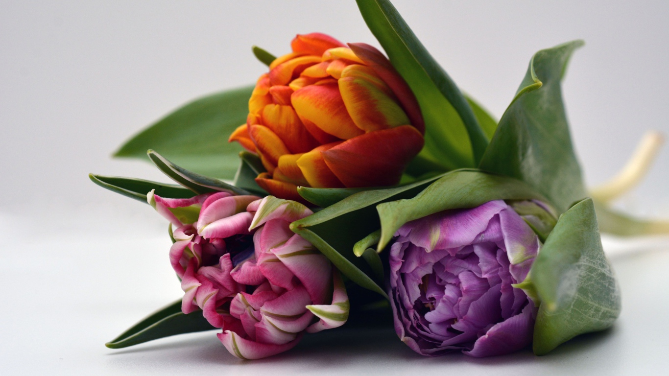 Три разноцветных тюльпана на сером фоне