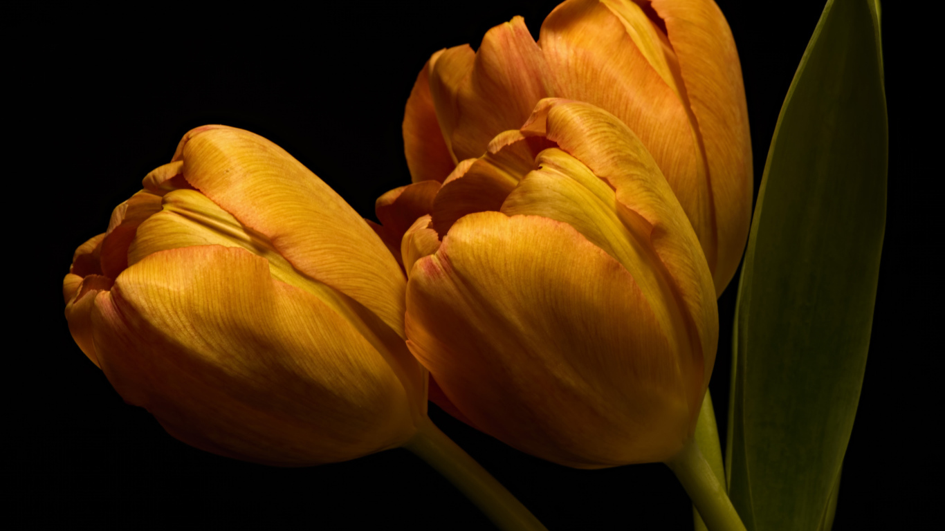 Три оранжевых тюльпана с зелеными листьями на черном фоне