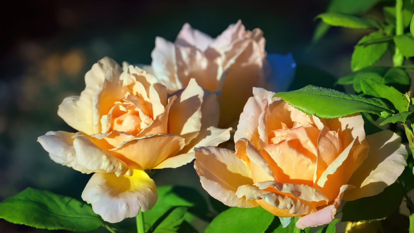 Три розовые розы в лучах солнца на клумбе 