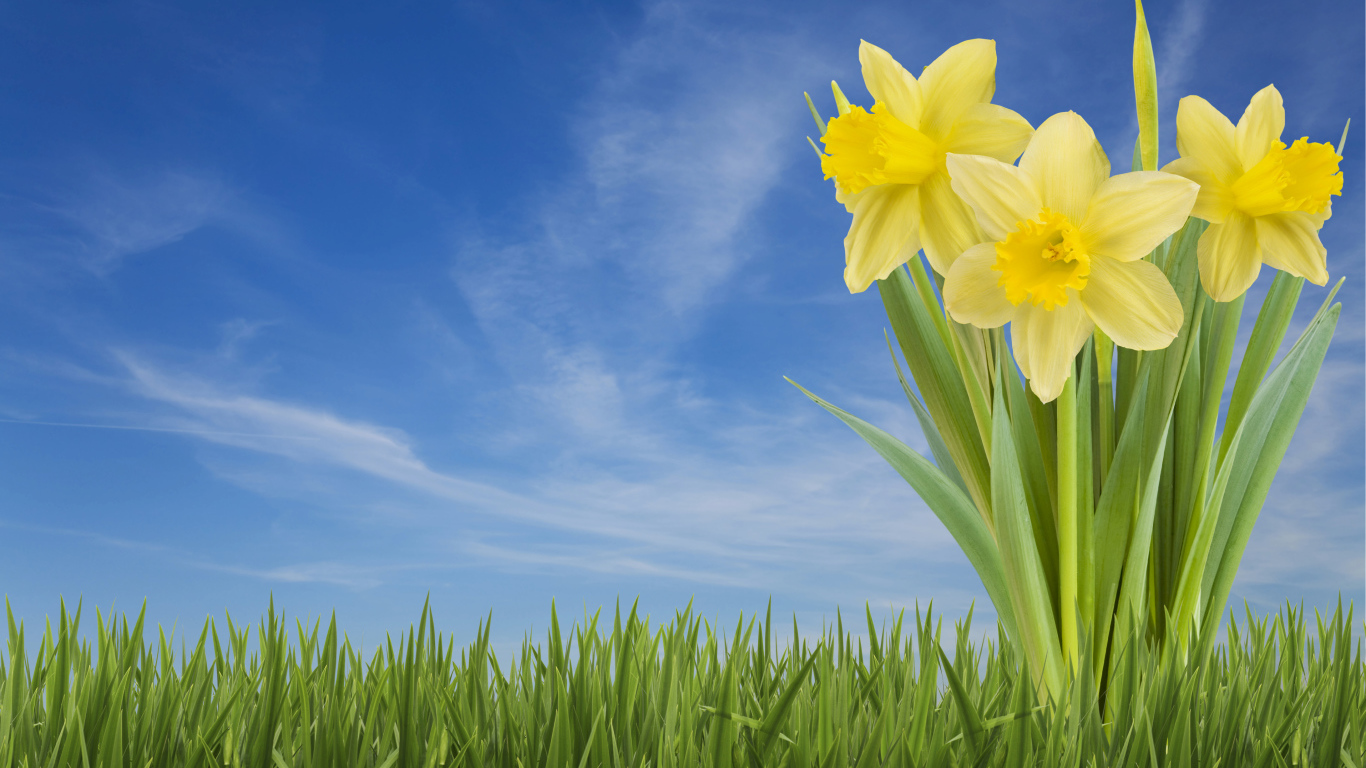 Три желтых цветка нарцисса в зеленой траве на фоне голубого неба 