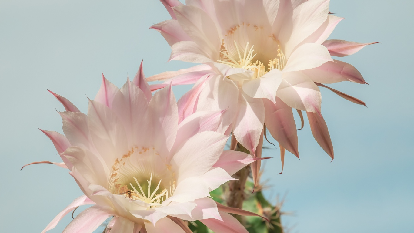Два нежных розовых цветка кактуса на голубом фоне