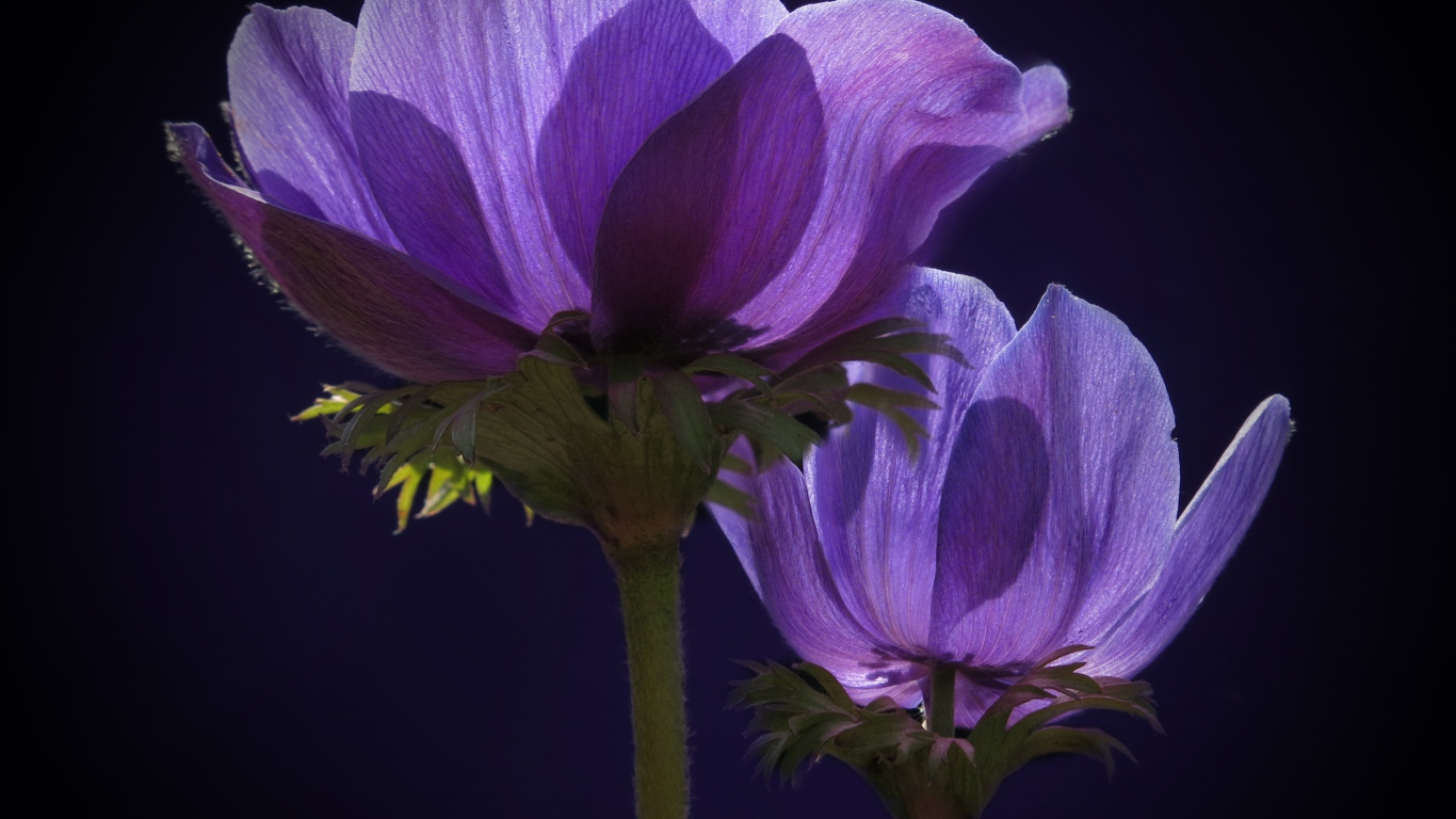 Два фиолетовых цветка анемоны в лучах солнца 