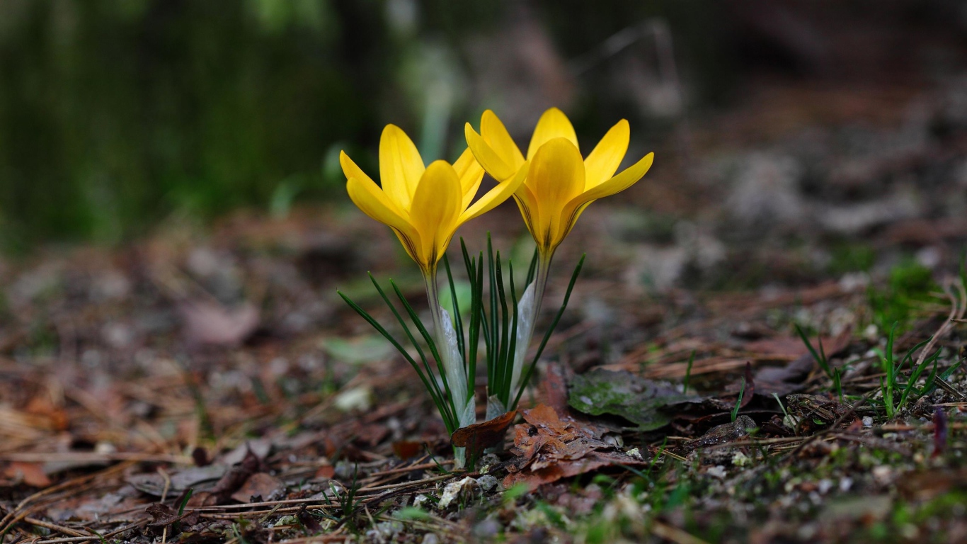 Два желтых цветка крокуса на холодной земле 