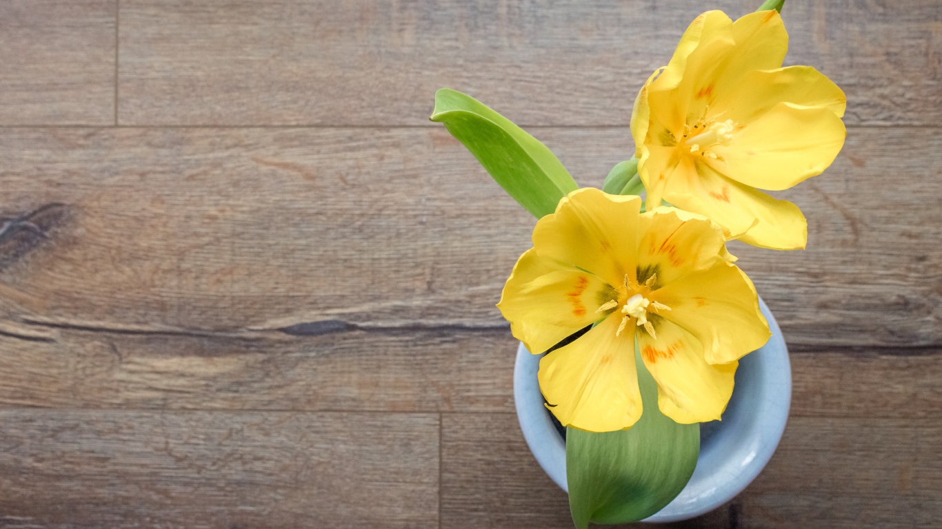 Два желтых тюльпана в вазе на деревянном столе 